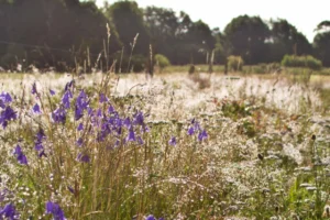 Ein Feld mit Gräsern und Blumen