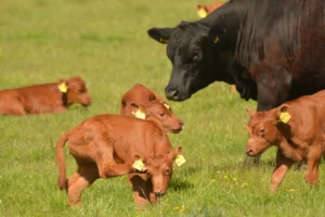 Viele Kälber und eine Kuh