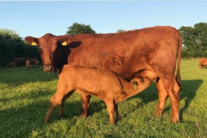 Eine mittelbraume Anguskuh säugt ein Kalb